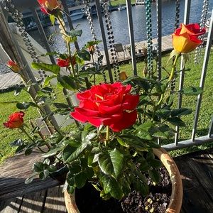 Meet your Posher, Hailey